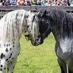 Hochalmbahnen Chalets 14W2, Esche, Nahe Gondel, Hunde Willkommen *